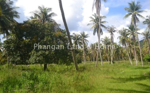 Peaceful and central Koh Phangan cheap meadow land for sale